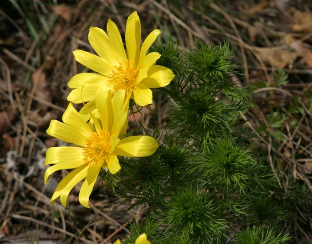 عکسهای آدونیس Adonis vernalis 2